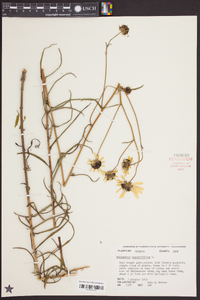 Helianthus angustifolius image