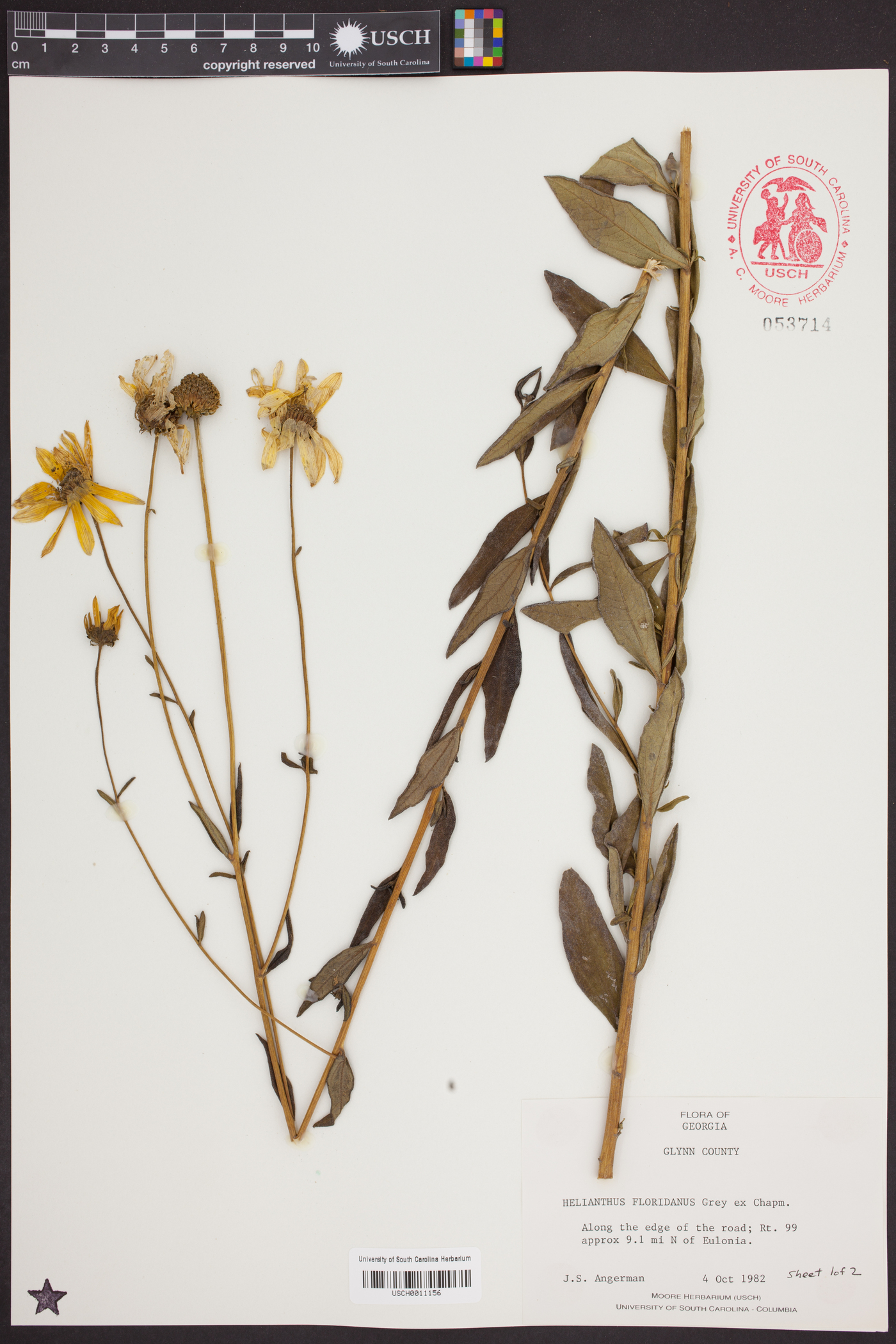 Helianthus floridanus image