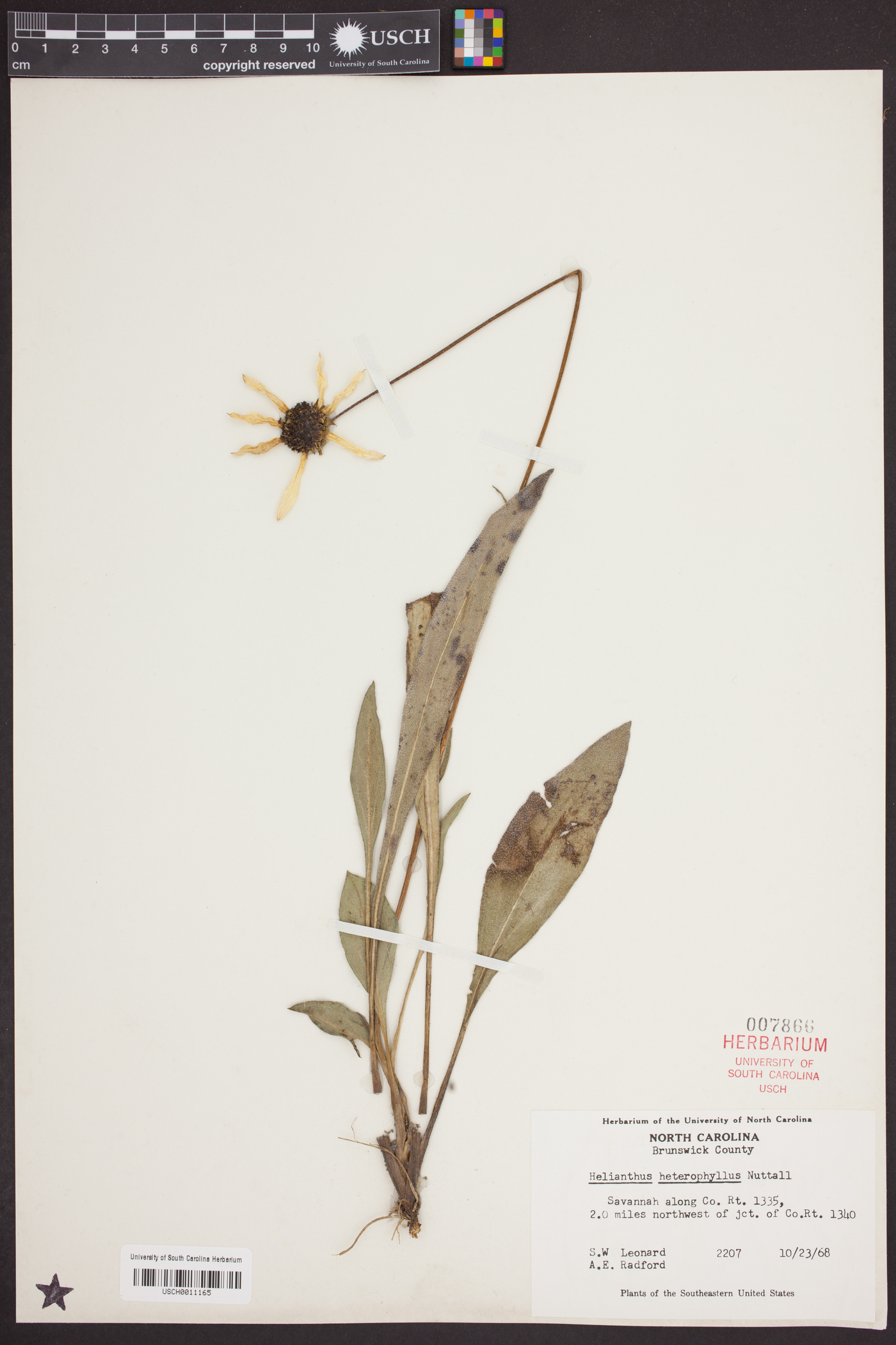 Helianthus heterophyllus image