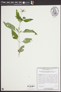 Heliopsis gracilis image