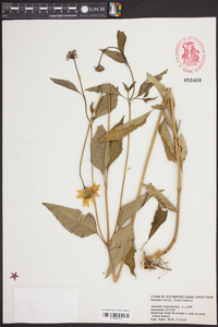 Heliopsis gracilis image