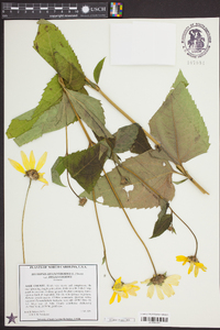 Heliopsis helianthoides var. helianthoides image