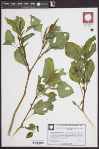 Amaranthus tuberculatus image