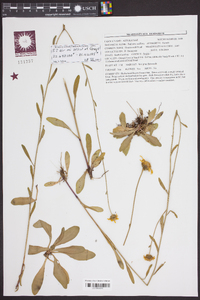 Balduina uniflora image