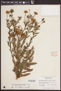 Heterotheca camporum var. glandulissimum image