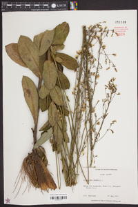 Hieracium gronovii image