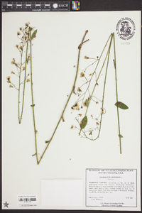 Hieracium gronovii image