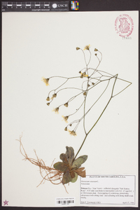 Hieracium venosum image