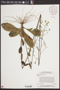 Hieracium venosum image