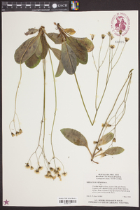 Hieracium venosum image