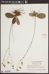 Hieracium venosum image