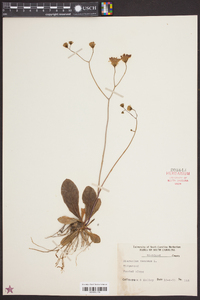 Hieracium venosum image