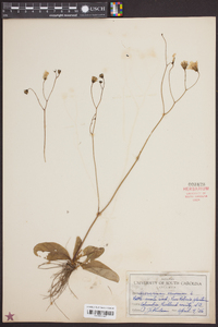 Hieracium venosum image