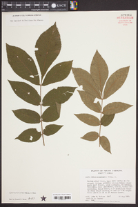 Carya myristiciformis image