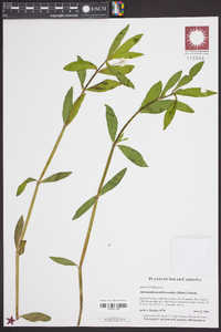 Alternanthera philoxeroides image