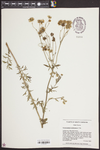 Hymenopappus scabiosaeus image