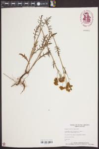 Hymenopappus scabiosaeus image