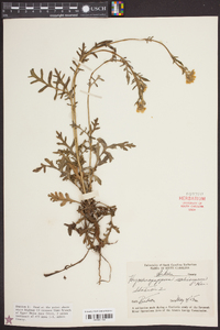 Hymenopappus scabiosaeus image
