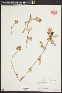 Hymenopappus scabiosaeus image