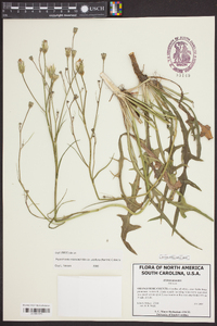 Hypochaeris glabra image