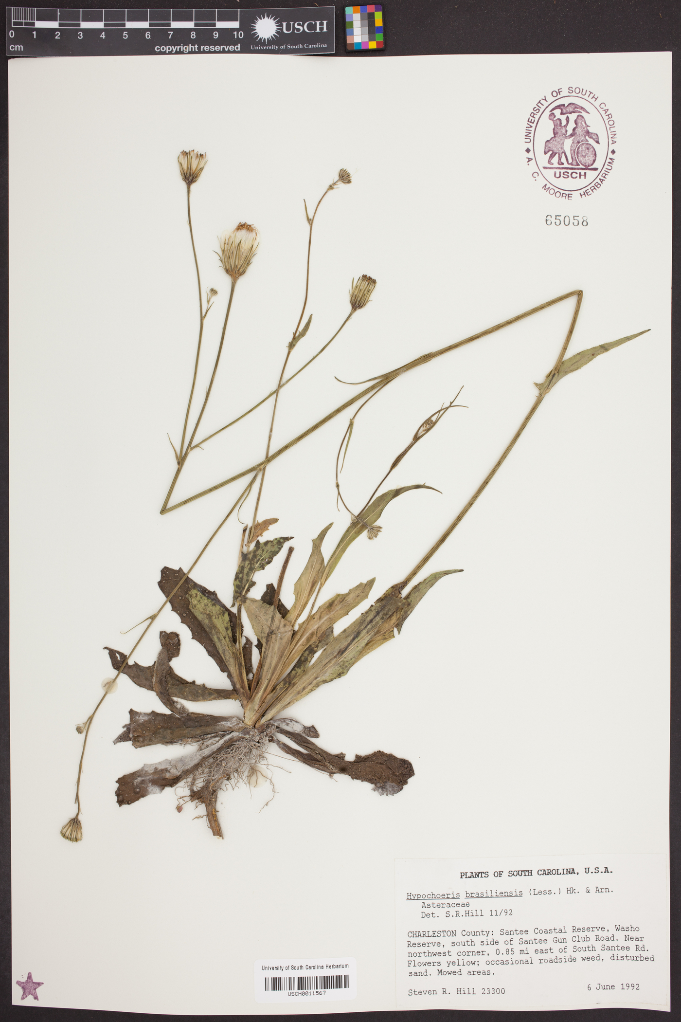 Hypochaeris brasiliensis var. tweedyi image