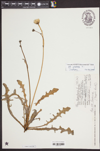 Hypochaeris glabra image