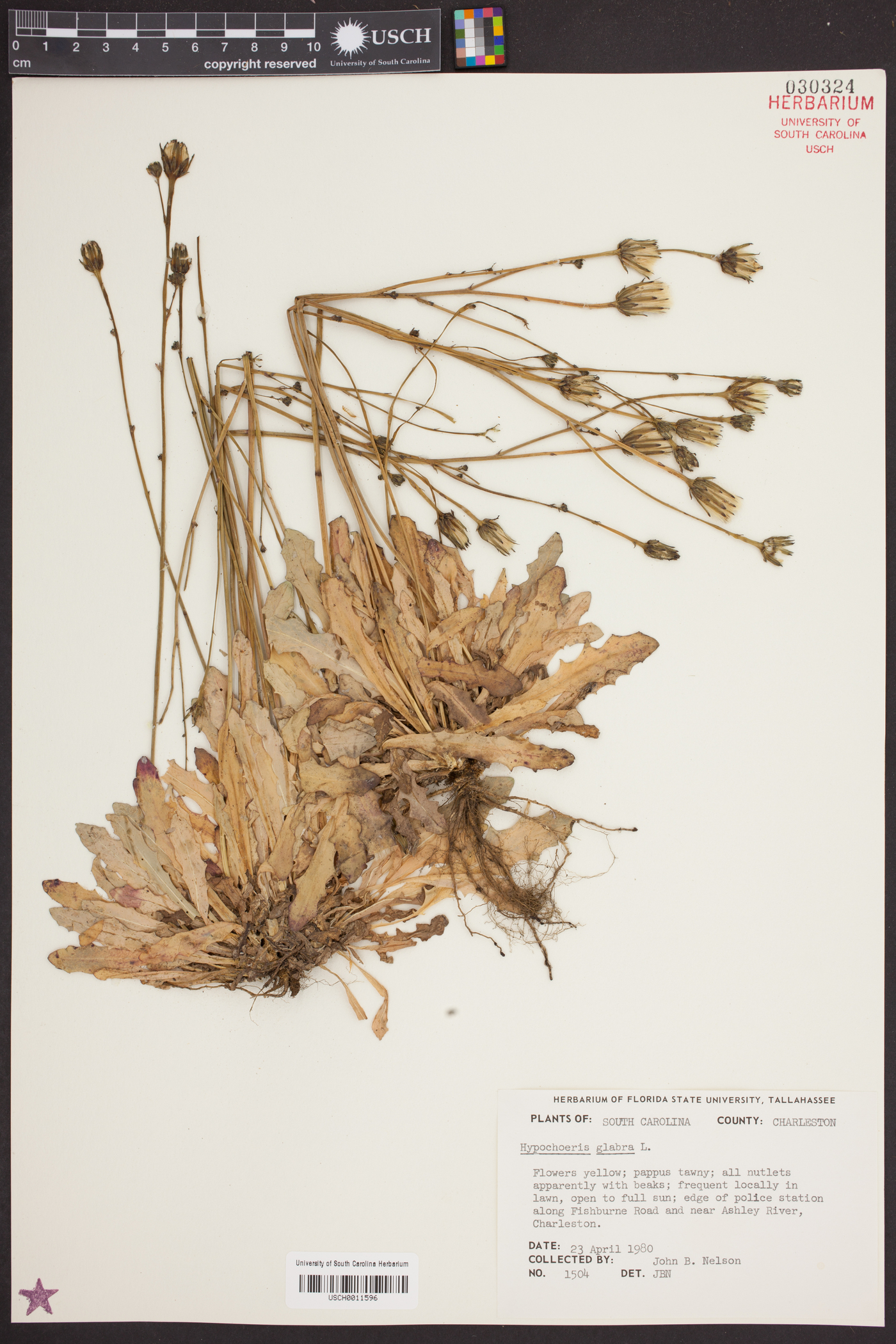 Hypochaeris glabra image