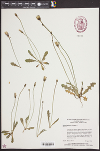 Hypochaeris glabra image