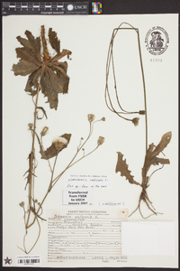 Hypochaeris radicata image