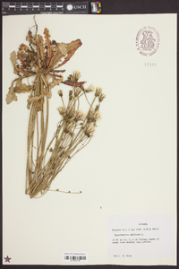 Hypochaeris radicata image