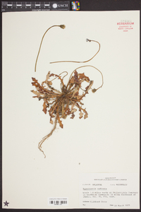 Hypochaeris radicata image