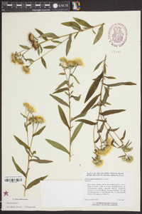 Inula britannica image