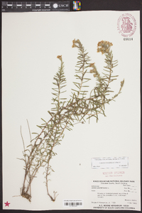 Ionactis linariifolia image