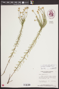 Ionactis linariifolia image