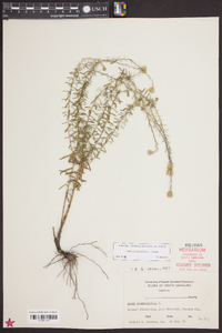 Ionactis linariifolia image