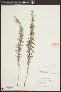 Ionactis linariifolia image