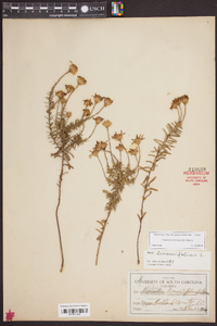 Ionactis linariifolia image