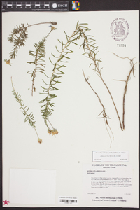 Ionactis linariifolia image