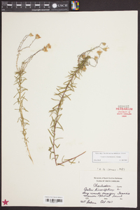 Ionactis linariifolia image