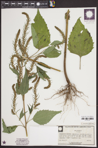 Iva annua image