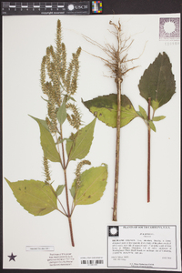 Iva annua image