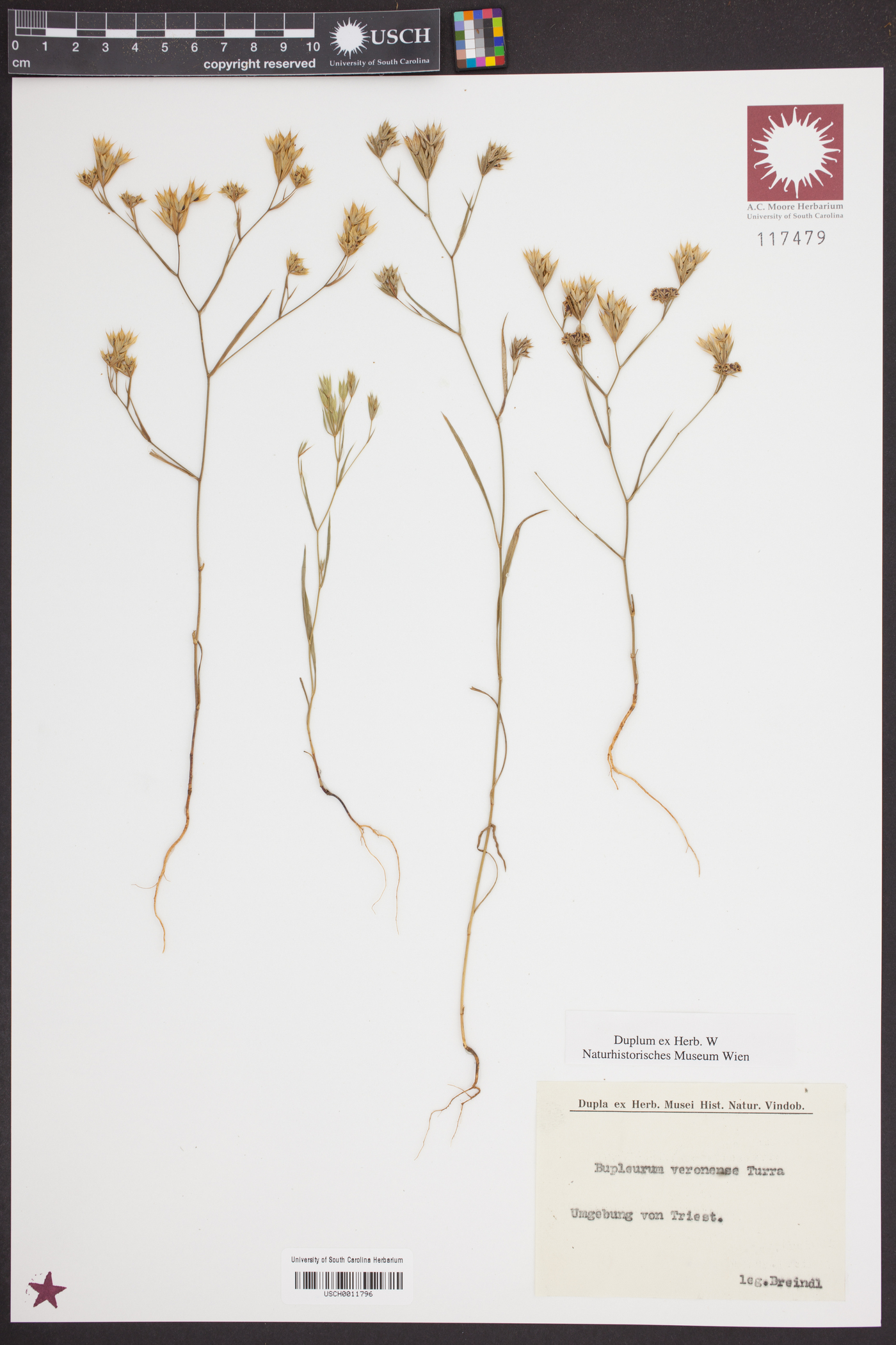 Bupleurum veronense image