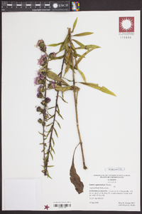 Liatris squarrulosa image