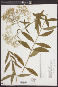 Eupatorium album image