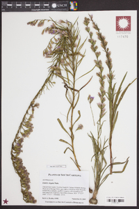 Liatris virgata image