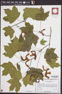 Acer leucoderme image