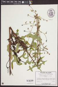 Lactuca floridana image