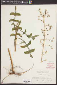 Lactuca floridana image