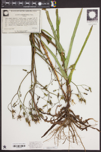 Lactuca graminifolia image