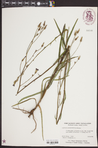 Lactuca graminifolia image